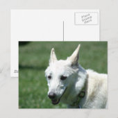 White German Shepherd Postkarte (Vorne/Hinten)
