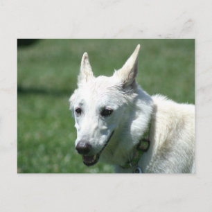 White German Shepherd Postkarte