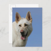 White German Shepherd Postkarte (Vorne/Hinten)