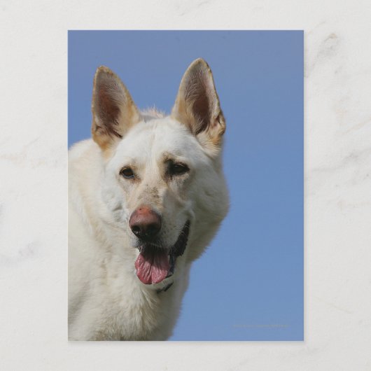 White German Shepherd Postkarte (Vorderseite)