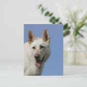White German Shepherd Postkarte (Stehend Vorderseite)