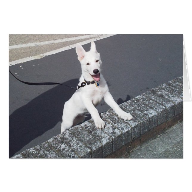 White German Shepherd Walkies (Vorderseite (Horizontal))