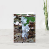 White Ghost-Pflanze (Vorderseite)