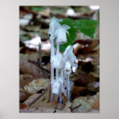 White Ghost-Pflanze Poster (Vorne)