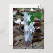 White Ghost-Pflanze Postkarte (Vorne/Hinten)
