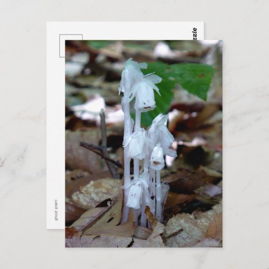 White Ghost-Pflanze Postkarte (Vorne/Hinten)