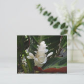 White Ginger Blumen Postcard Postkarte (Stehend Vorderseite)