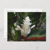 White Ginger Blumen Postcard Postkarte (Vorne/Hinten)