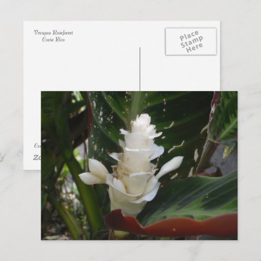 White Ginger Blumen Postcard Postkarte (Vorne/Hinten)