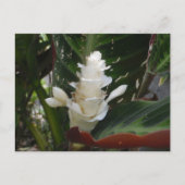 White Ginger Blumen Postcard Postkarte (Vorderseite)