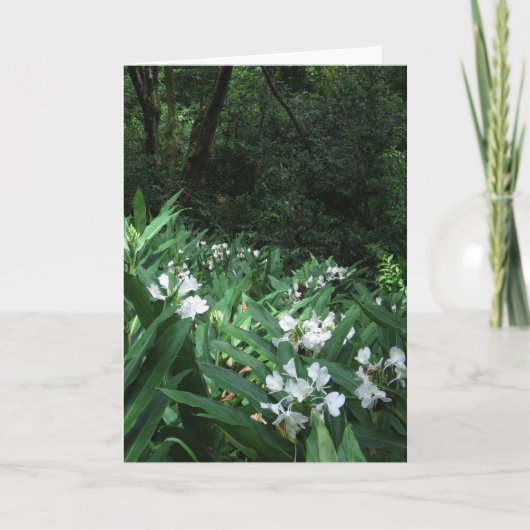 White Ginger Karte (Vorderseite)