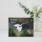 White Gladiolus Garden Blume Denken Sie an Postkarte (Stehend Vorderseite)