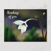 White Gladiolus Garden Blume Denken Sie an Postkarte (Vorderseite)