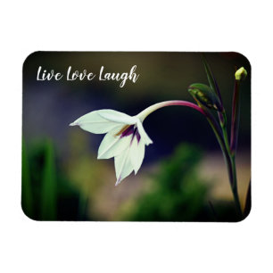 White Gladiolus Garden Blume Motivierend Magnet