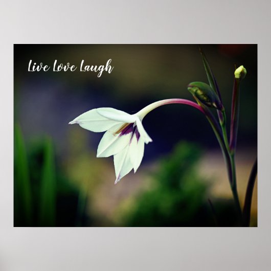 White Gladiolus Garden Blume Motivierend Poster (Vorne)
