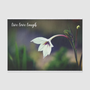 White Gladiolus Garden Blume Motivierend Seidenpapier