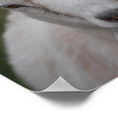 White Goat Print Poster (Ecke)