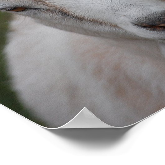 White Goat Print Poster (Ecke)