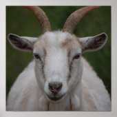 White Goat Print Poster (Vorne)