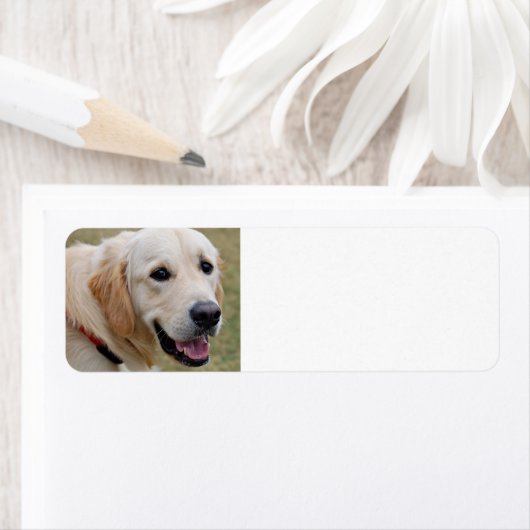 White Golden Retriever (Insitu)