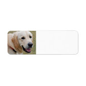 White Golden Retriever (Vorne)