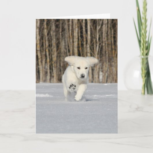 White Golden Retriever Puppy in Snow Karte (Vorderseite)