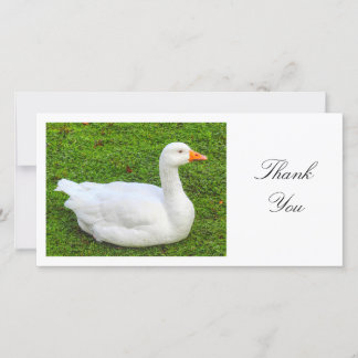 White Goose - Danke