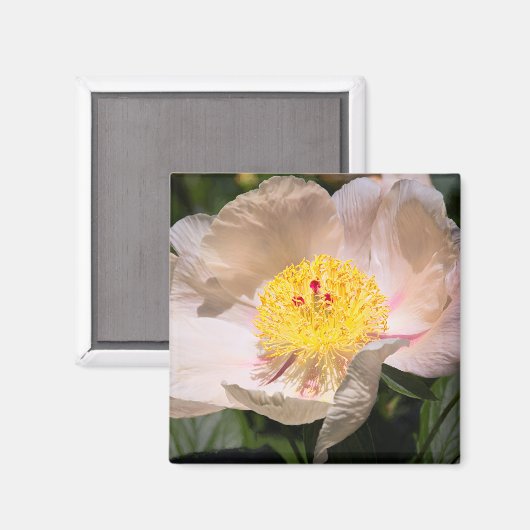 White Grace Peony Magnet (Vorderseite/Rückseite)
