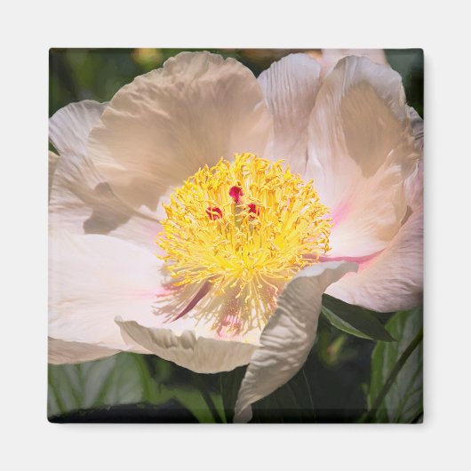 White Grace Peony Magnet (Vorne)