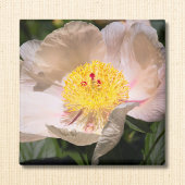 White Grace Peony Magnet