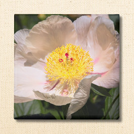 White Grace Peony Magnet