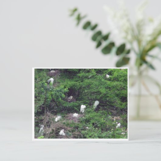 White Great Egret Nesting Postcard Postkarte (Stehend Vorderseite)
