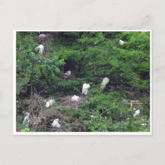 White Great Egret Nesting Postcard Postkarte (Vorderseite)