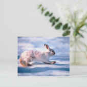 White Hare Postkarte (Stehend Vorderseite)