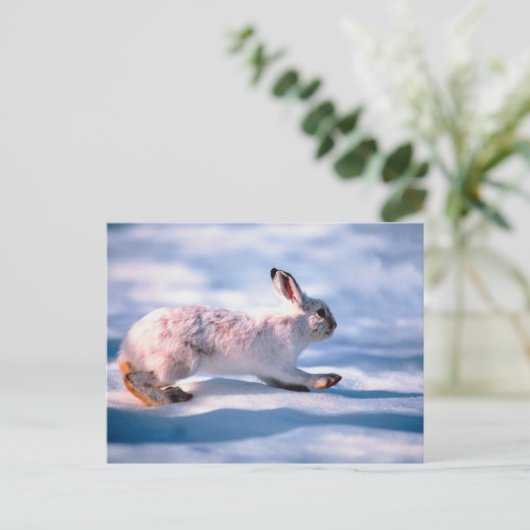 White Hare Postkarte (Stehend Vorderseite)