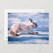 White Hare Postkarte (Vorne/Hinten)