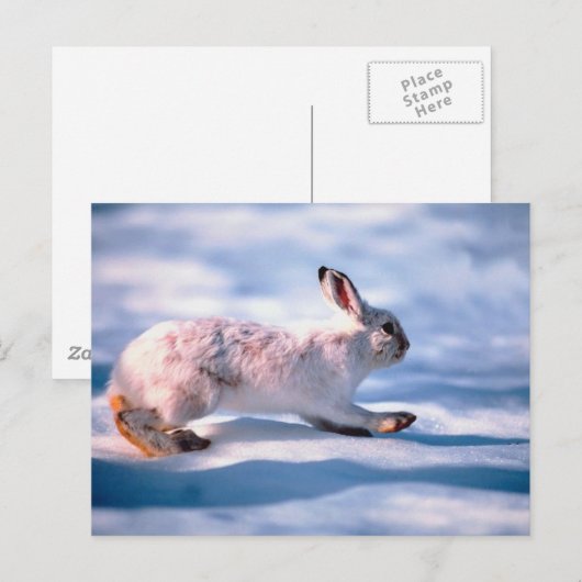 White Hare Postkarte (Vorne/Hinten)
