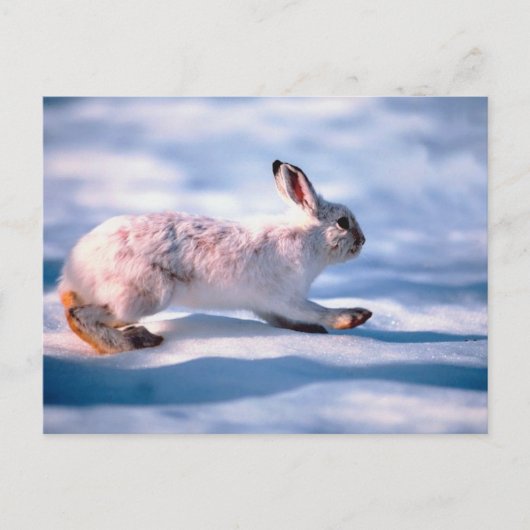 White Hare Postkarte (Vorderseite)