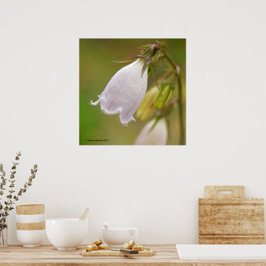 White Harebell Poster (Küche)