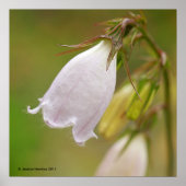 White Harebell Poster (Vorne)
