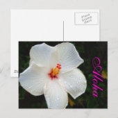 White Hawaii Hibiskus Postkarte (Vorne/Hinten)