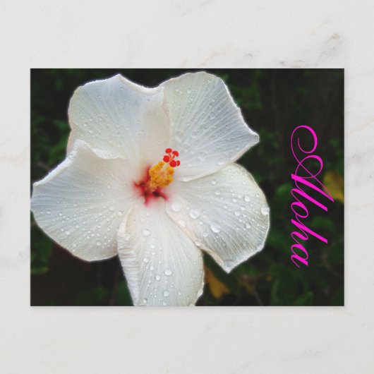 White Hawaii Hibiskus Postkarte (Vorderseite)
