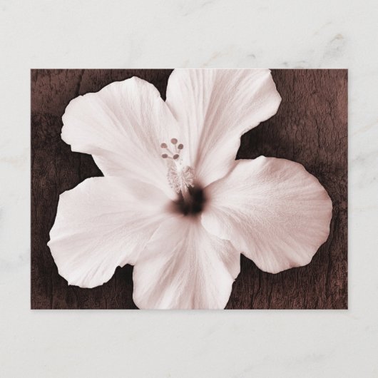 White Hawaiian Hibiskus Sepia Tropical Blume Postkarte (Vorderseite)
