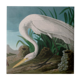 White Heron Birds of America Audubon Print Fliese