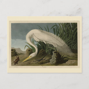 White Heron, Great Egret, Audubon Birds of America Postkarte