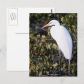 White Heron Postkarte (Vorne/Hinten)
