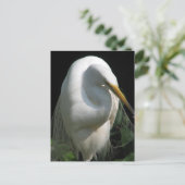 White Heron Postkarte (Stehend Vorderseite)