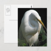White Heron Postkarte (Vorne/Hinten)