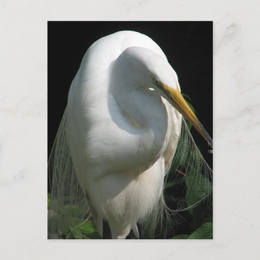 White Heron Postkarte (Vorderseite)