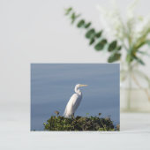 White Heron über Lilypads Postkarte (Stehend Vorderseite)